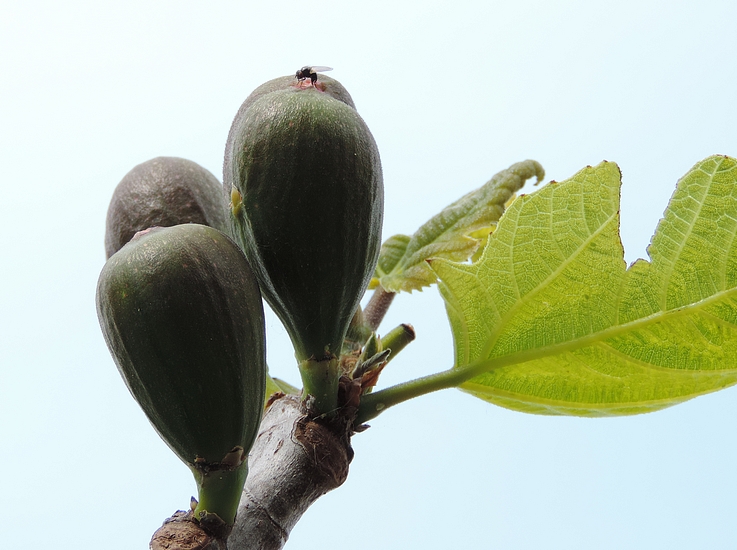 Silba adipata McAlpine pondant sous une �caille ostiolaire d'une figue fleur immature (vari�t� 'Grise de la Saint-Jean').
