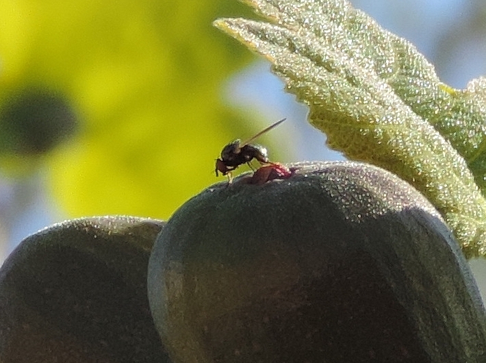 Silba adipata McAlpine : ponte (oviposition) sous une �caille ostiolaire d'une figue fleur