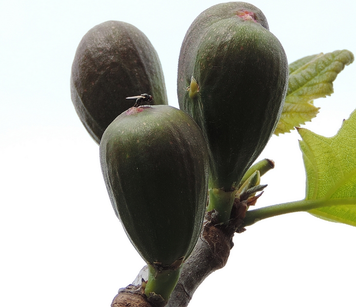 Silba adipata McAlpine pondant sous une �caille ostiolaire d'une figue fleur immature (vari�t� 'Grise de la Saint-Jean').
