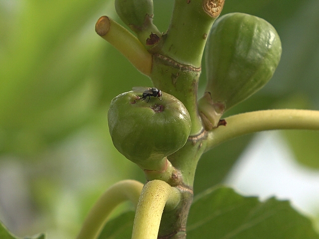 Silba adipata McAlpine : oviposition sous une �caille �pidermique distincte de l'ostiole (figue immature)