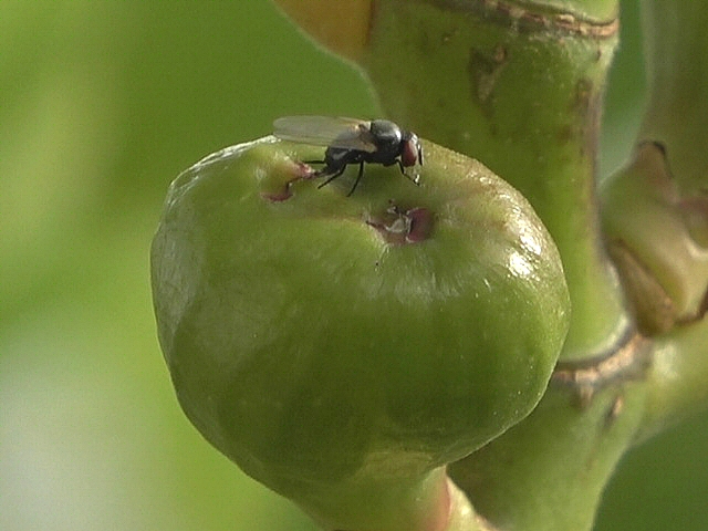 Silba adipata McAlpine : oviposition sous une �caille �pidermique distincte de l'ostiole (figue immature)