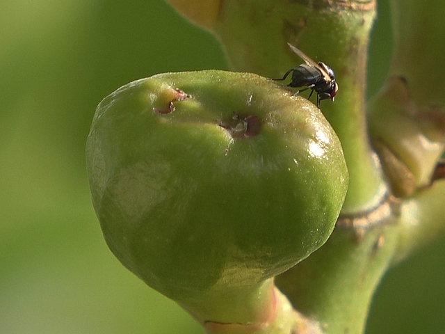 D�part de la femelle Silba adipata McAlpine apr�s oviposition sous une �caille �pidermique distincte de l'ostiole