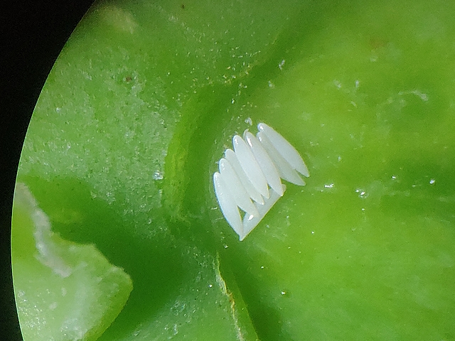 8 oeufs de Silba adipata McAlpine trouv�s sous une �caille �pidermique d'une figue immature