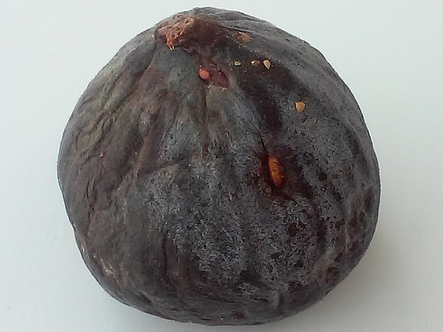 Pupe sur le flanc d'une figue m�re