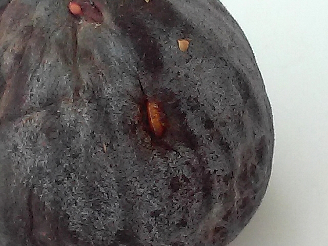 Pupe sur le flanc d'une figue m�re, vari�t� 'Bourjassotte Noire' : noter le trou sur la pupe