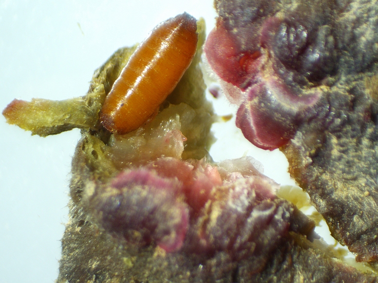 Pupe de Silba adipata McAlpine trouv�e dans une galerie du parenchyme jouxtant le canal ostiolaire (figue immature rougie).