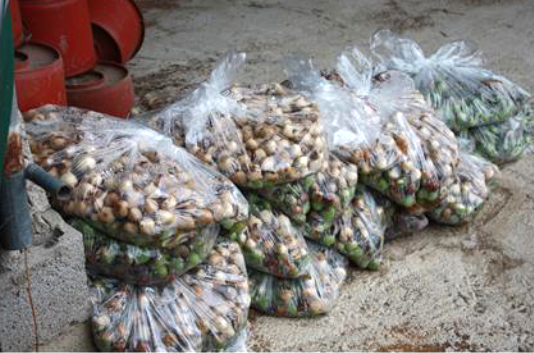 Ramassage des figues iimmatures infest�es par Silba adipata McAlpine