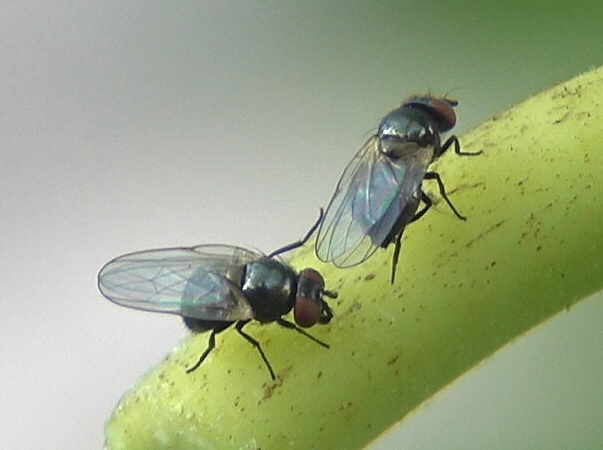 Mouche de la figue touchant l'aile d'une autre mouche de la figue avec sa deuxi�me patte gauche