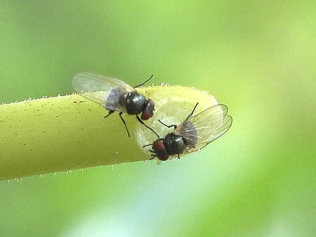 Mouche de la figue utilisant sa patte avant droite dans le repoussement