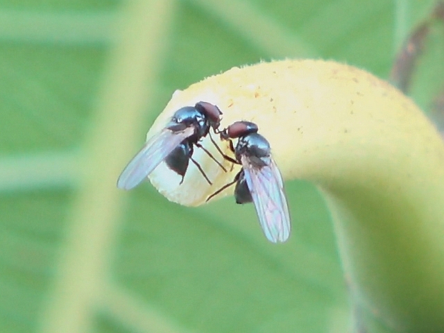 Mouche de la figue touchant le thorax d'une autre mouche de la figue avec sa deuxi�me patte gauche