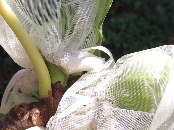 Ensachage des figues immatures : sachet de protection mal pos�, ou qui a gliss� sous l'effet du vent.