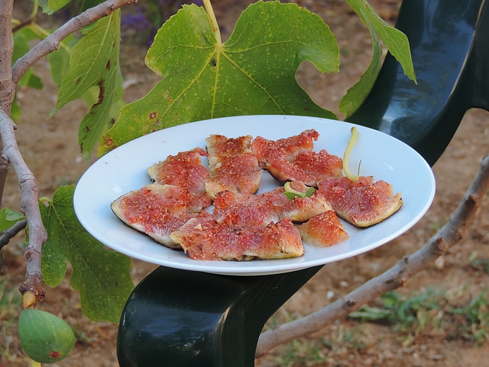 Plat de figues m�res infest�es dispos� en app�t pour observation de Silba adipata McAlpine
