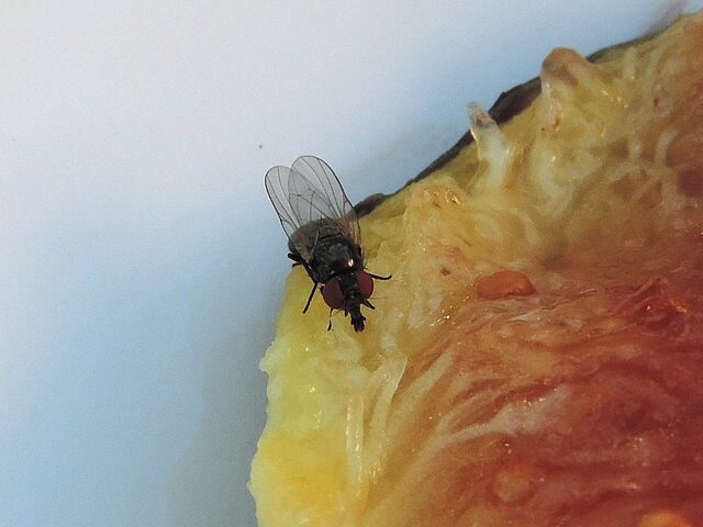 Silba adipata McAlpine se nourrissant sur un plat de figues m�res infest�es dispos� en app�t pour l'observation