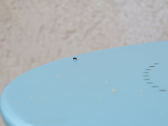 Silba adipata McAlpine sur le plateau d'une table de jardin