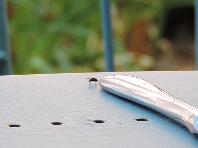 Silba adipata McAlpine sur une table de jardin, pr�s d'un couteau