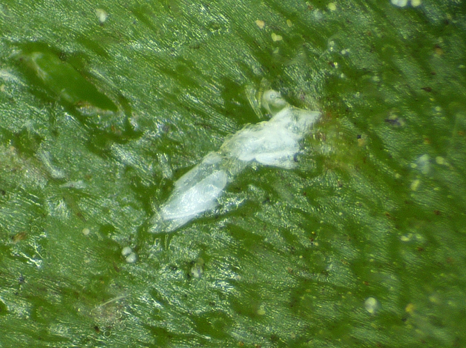 Silba adipata McAlpine : oeuf non �clos vid� de son vitellus. 