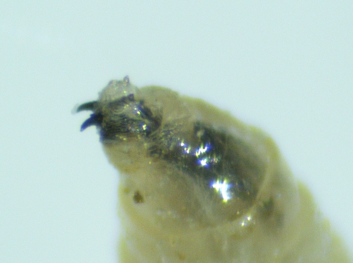 Larve de Silba adipata McAlpine : antennes, au sommet de chacun des deux lobes de la capsule c�phalique.