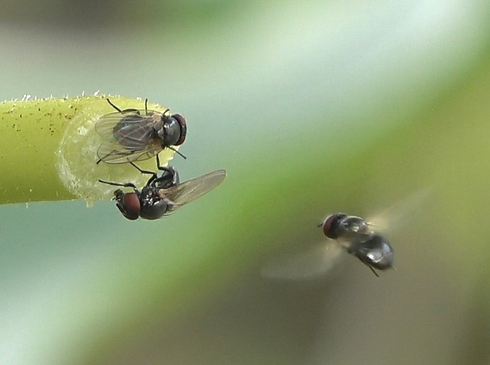 Mouche noire du Figuier en rejoignant deux autres sur la tranche d'un p�tiole de feuille de figuier coup�