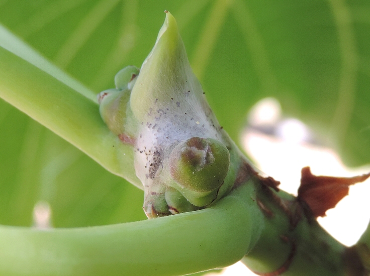 Teigne du Figuier : cocon de la chenille tiss� entre la jeune figue immature et le bourgeon apical