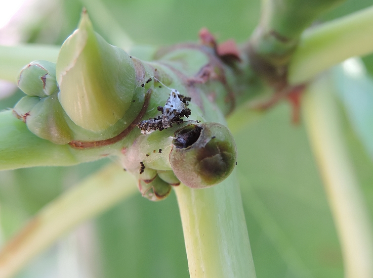 Teigne du Figuier : d�g�ts de la chenille sur la jeune figue immature (cocon et chenille enlev�s).