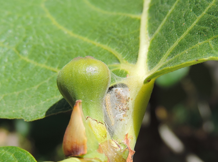 Teigne du Figuier : cocon de la chenille tiss� entre la jeune figue immature et le p�tiole de la feuille