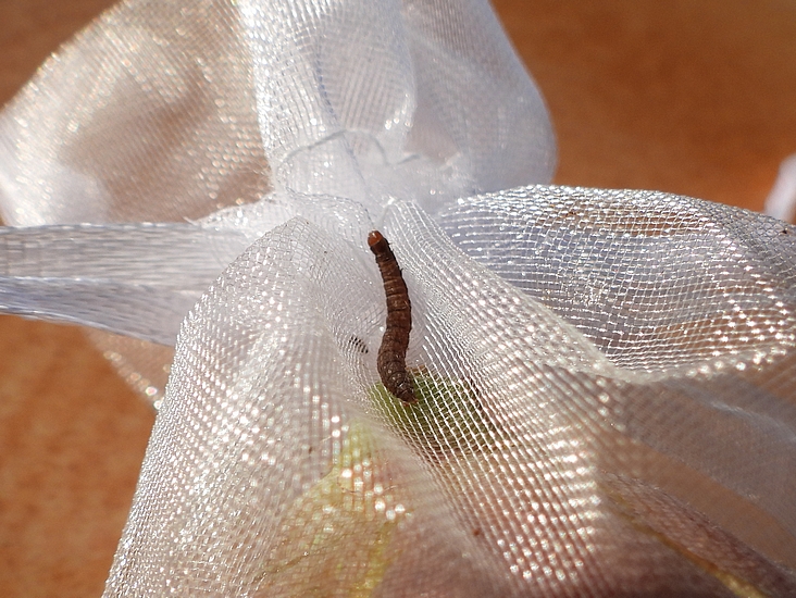 Chenille de la teigne du Figuier vivante, entre les replis d'un sachet protecteur d'une figue m�re r�colt�e