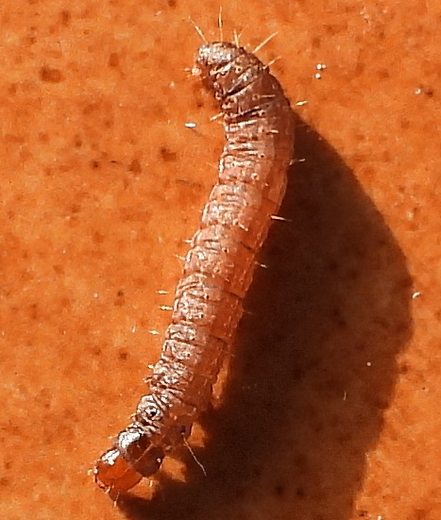 Chenille de la teigne du Figuier vivante, trouv�e dans les replis d'un sachet protecteur en organza