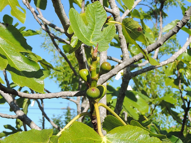 Groupe de figues immatures du centre apr�s effeuillage pour observation des pontes de Silba adipata McAlpine
