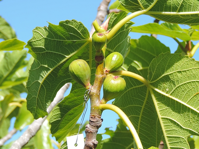 Groupe de figues immatures apr�s effeuillage pour observation des pontes de Silba adipata McAlpine