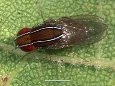 Mouche africaine de la figue ou African fig fly (Zaprionus indianus Gupta)