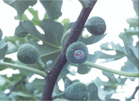 Obturation de l'ostiole des figues contre Zaprionus indianus Gupta