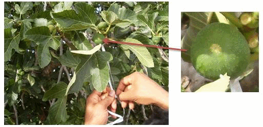 Marquage des figues pollinis�es (�tude de Silba adipata McAlpine)