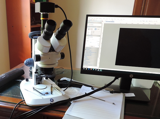 Examen sous st�r�omicroscope de la r�gion ostiolaire d'une figue immature infest�e par Silba adipata McAlpine